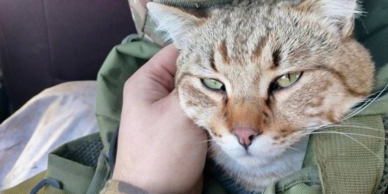 Военный спас котика в прифронтовом селе (Фото: Ирина Сурган/Facebook)