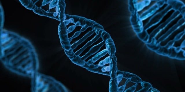 На думку авторів роботи, потенціал гена APOE як мішені для ліків досі був недооцінений (Фото: pixabay)