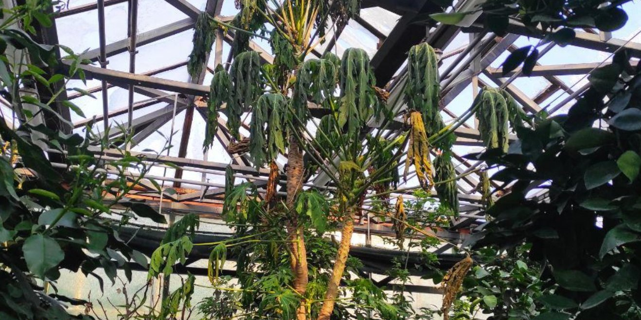Plants are dying at the Gryshko Botanical Garden amid freezing temperatures (Photo: Roman Ivannikov)