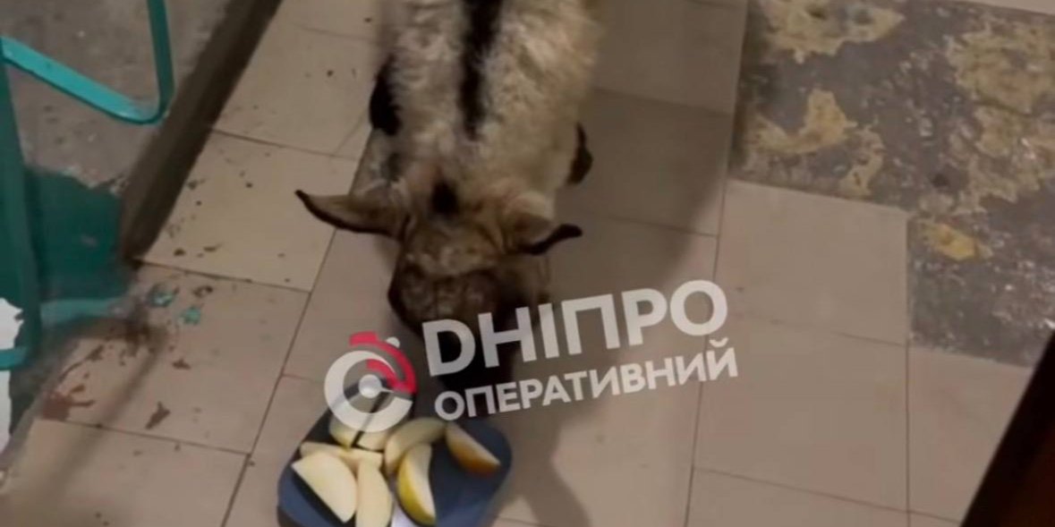 У Дніпрі в одному з під'їздів міста знайшли козу (Фото: Дніпро оперативний/Instagram/скриншот)