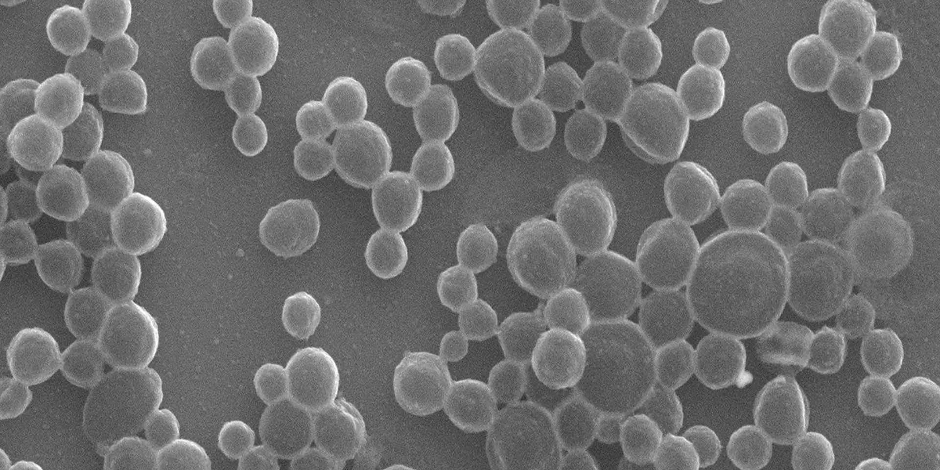 Изображение массово произведенных микропузырьков, полученных простым использованием ультразвукового датчика для перемешивания раствора BSA (Фото: Gao Lab/Caltech)