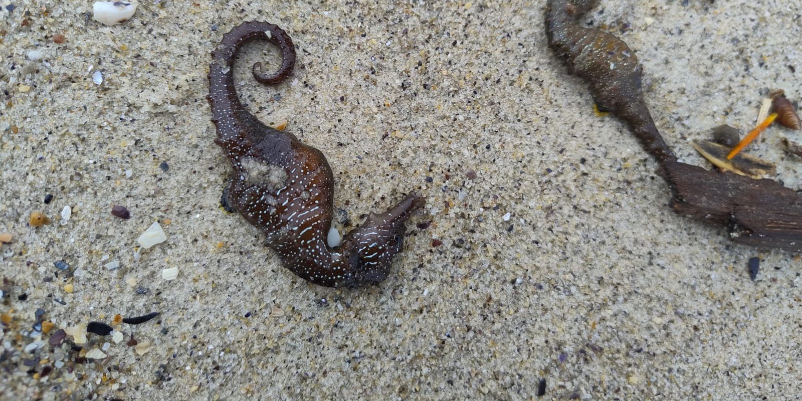 Морской конек (Фото: Государственная экологическая инспекция Юго-Западного округа)