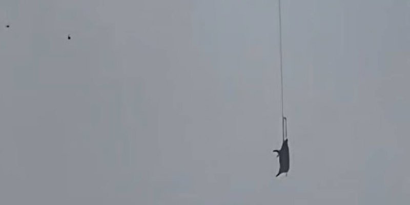 Свиня застрягла на кабелях й відключила електронергію всьому селищу (Фото: www.163.com)