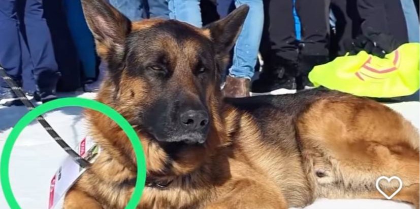 Пес Ерколе Дімай (Фото: tntsports)