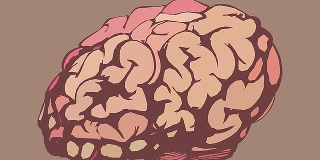 Дослідження показало, що у молодому та здоровому мозку концентрація DMTF1 значно вища (Фото: pixabay)
