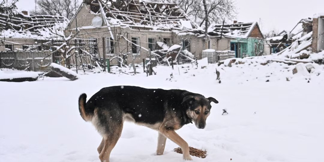 Dogs in combat zones are becoming more aggressive and smaller in size (Photo: Reuters)