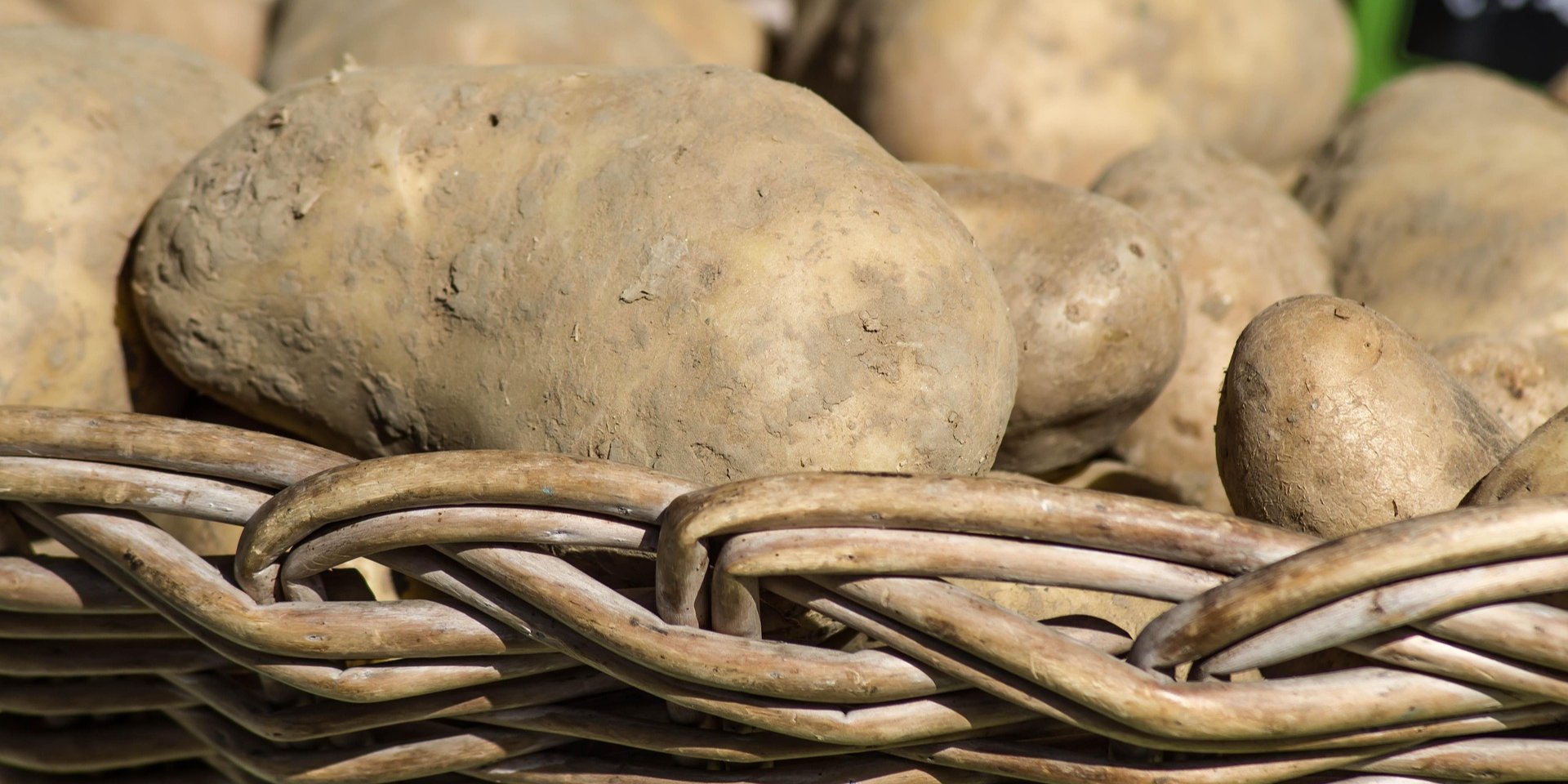 Офіційних фунгіцидів від нього немає. В Україні поширюється небезпечний грибок, що шкодить картоплі