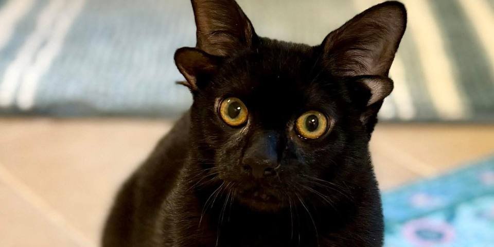 Кот Добби прославился из-за генетической мутации (Фото: Phoebe The CH Kitty/Facebook)