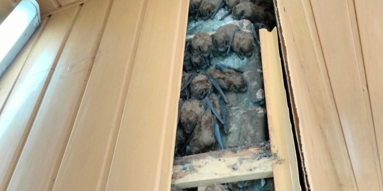 Более 900 летучих мышей зимовали на балконе харьковской квартиры (Фото: Facebook Ukrainian Bat Rehabilitation Center)