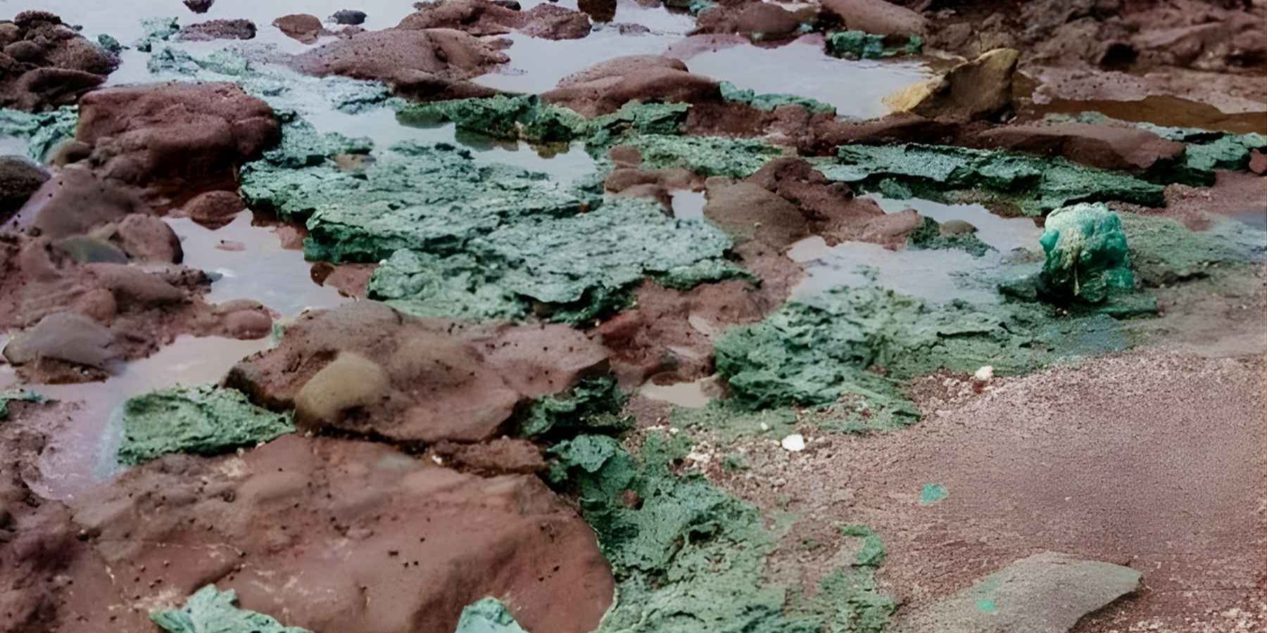 Пластикові скелі замість піску. Як морські черепахи випадково увічнюють сміття в геологічній історії Землі