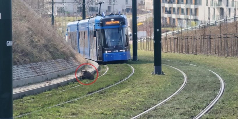 На коліях у Кракові кабан зупинив рух транспорту (Фото: MPK Kraków /Facebook)