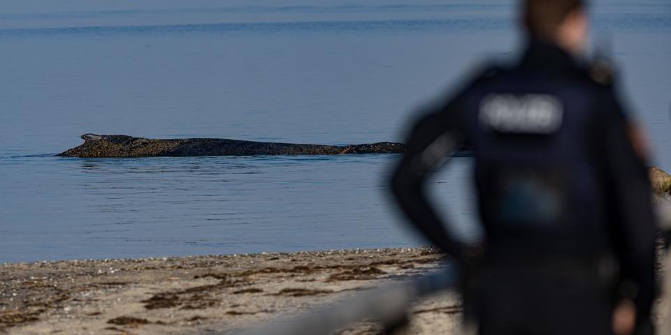 В Германии горбатый кит выбросился на берег Балтийского моря — его спасают
