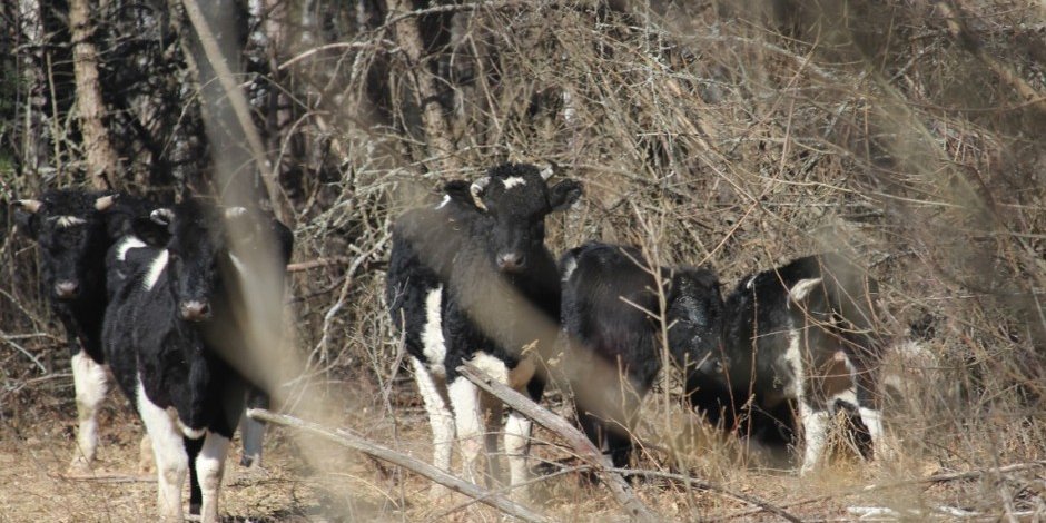 Медведь напал на быка в Чернобыле. Ученые впервые зафиксировали атаку хищника на одичавший скот