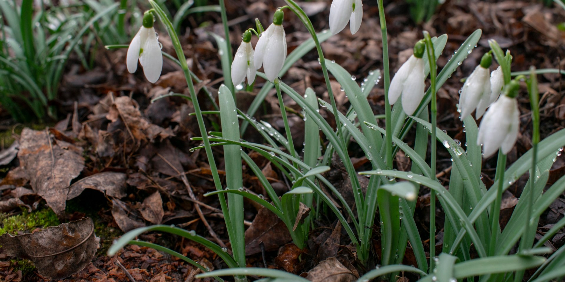 Дождь, мокрый снег. Синоптики сообщили, где ожидаются осадки во второй половине недели в Украине