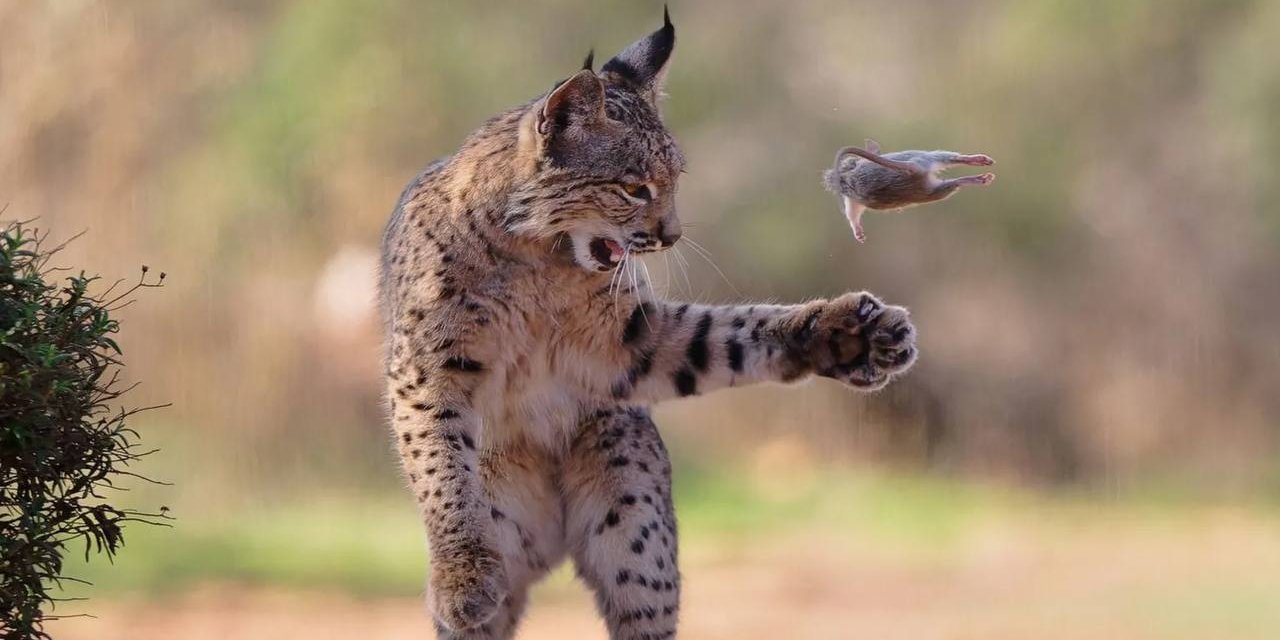 Рысь стала звездой на конкурсе фотографий (Фото: Josef Stefan/Wildlife Photographer of the Year)