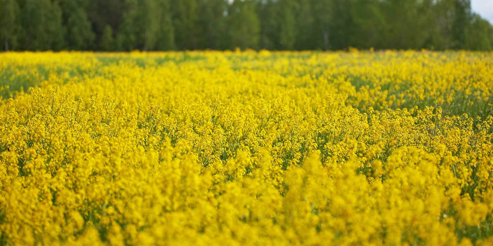 Експортне мито на сою та ріпак було запроваджено в Україні з початку вересня 2025 року (Фото: В’ячеслав Акішин / Flickr)