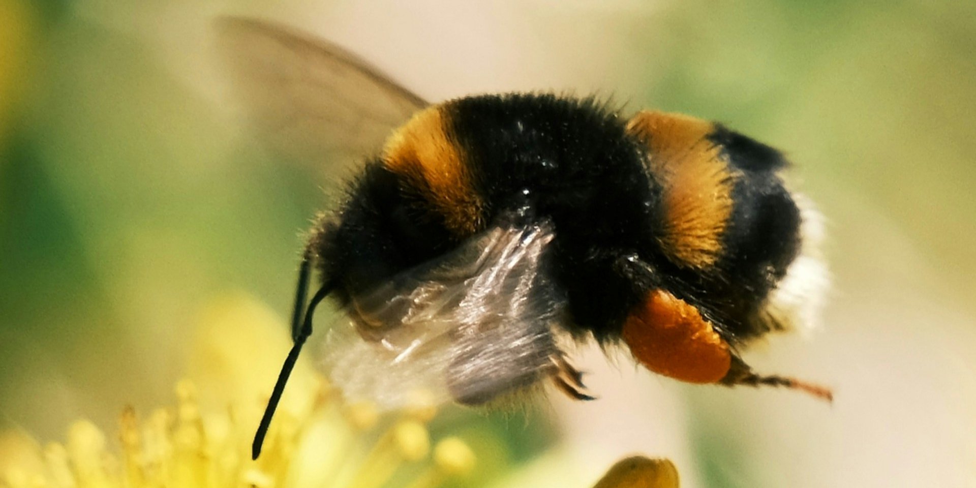 Цветочная пивоварня. Биологи обнаружили, что пчелы и колибри ежедневно употребляют этанол