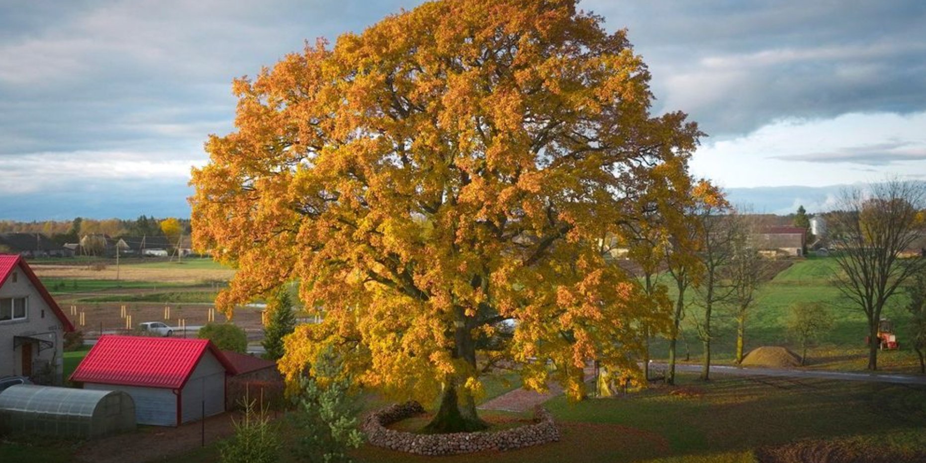 Європейське дерево року 2026 — литовський 400-річний дуб (Фото: Vytautas Želnys/European Tree of the Year 2026)
