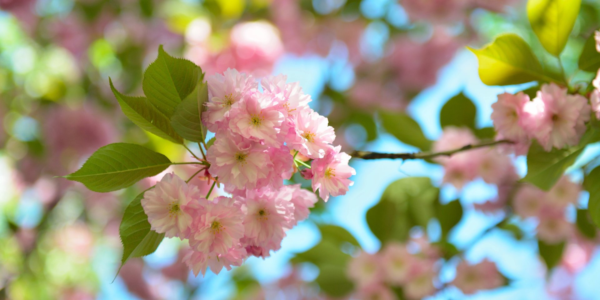 Апрель в Украине. Синоптики дали климатическую характеристику месяца и сообщили, ожидается ли температура выше нормы
