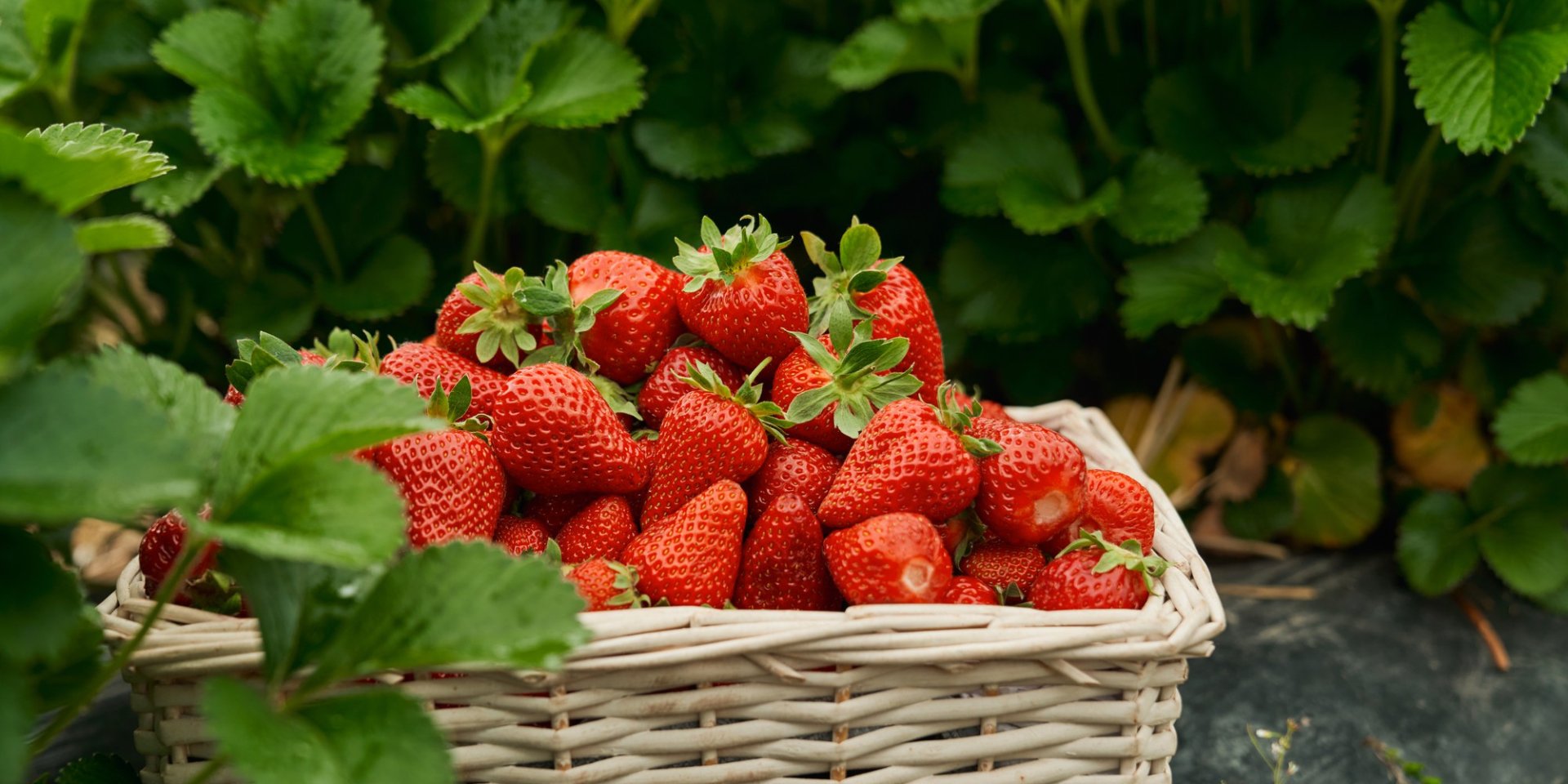 Чтобы увеличить урожай. Как ухаживать за клубникой весной и чем стоит подкармливать