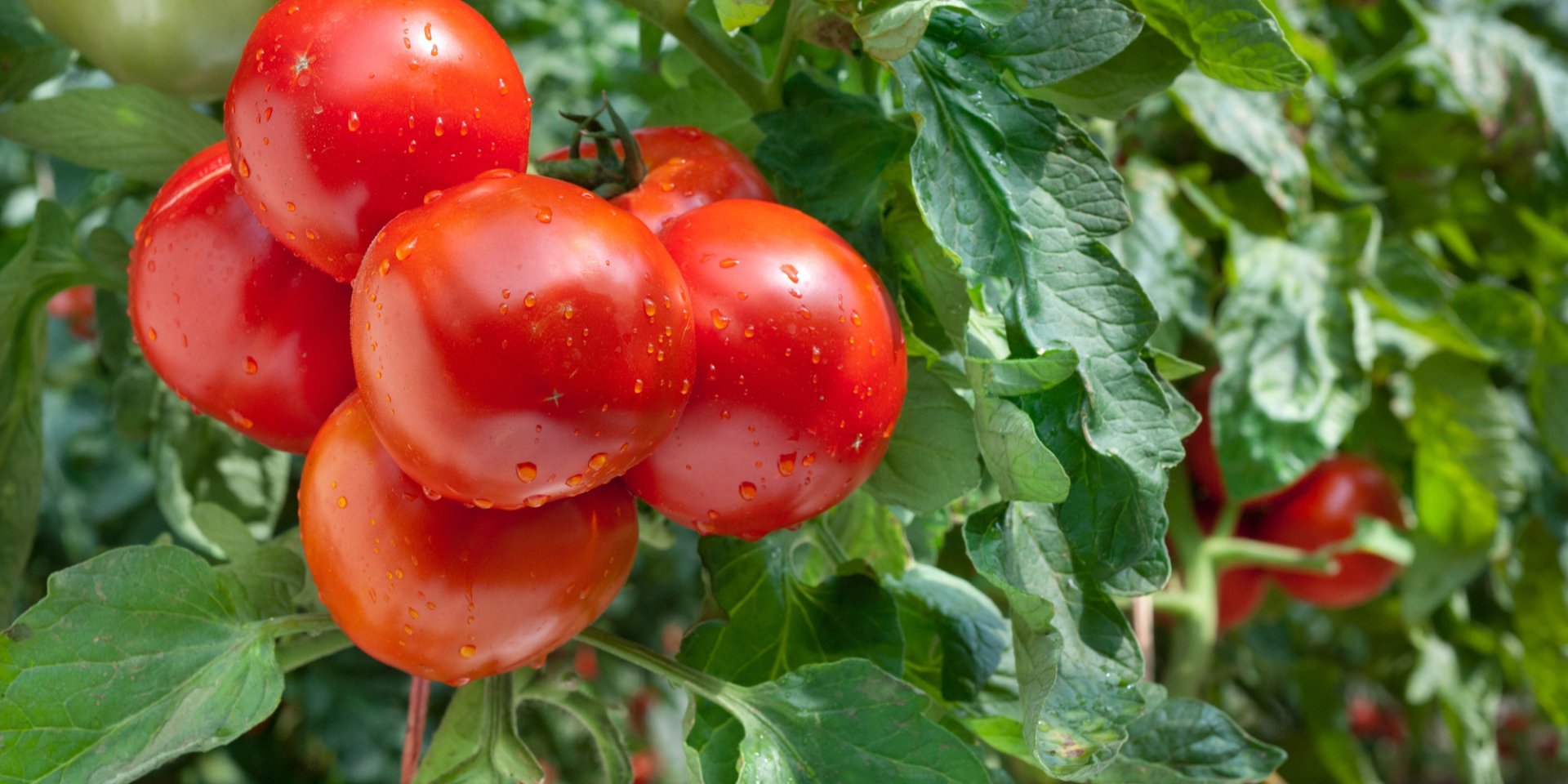 Сократился импорт. В Украине стремительно дорожает популярный овощ