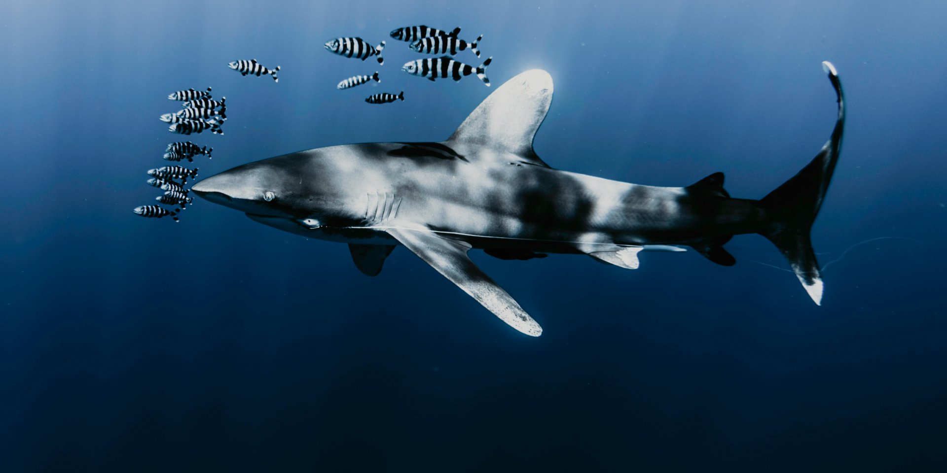 Загрязнение моря удивляет. В Багамских водах в крови акул обнаружили кокаин и кофеин