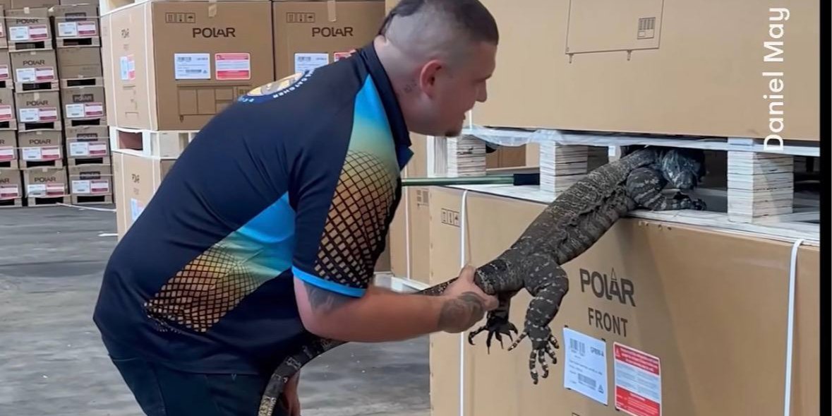 В Австралии гигантская хищная ящерица пробралась в бар и уснула между товаром — видео