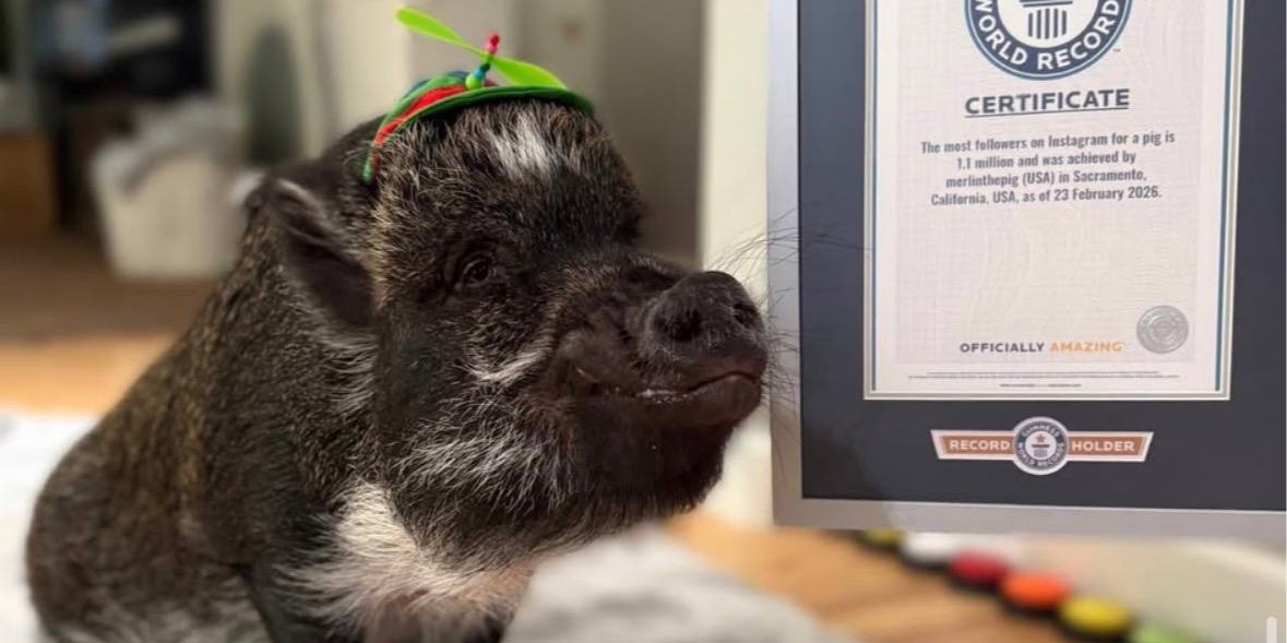 Хрюкающий блогер Мерлин. В Книге рекордов Гиннеса показали самую известную свинью в мире — имеет миллионную аудиторию в Instagram