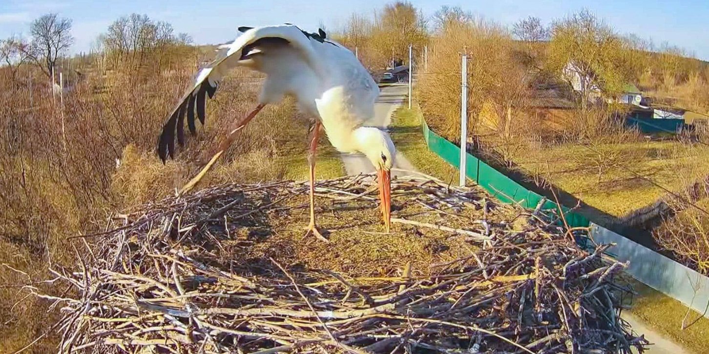 Лелека в гнізді Одарки і Грицика виявився новим птахом (Фото: З камери відеоспостереження за гніздом Грицика та Одарки)