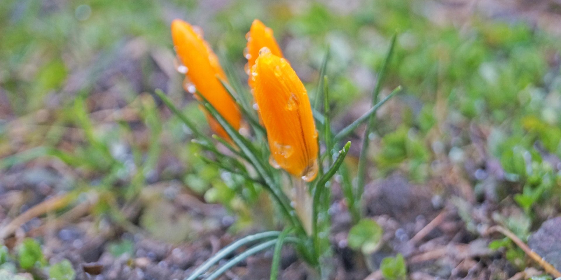 Дожди, местами прояснения. Синоптики сообщили, где в первый день апреля выпадет наибольшее количество осадков и будет самая прохладная погода
