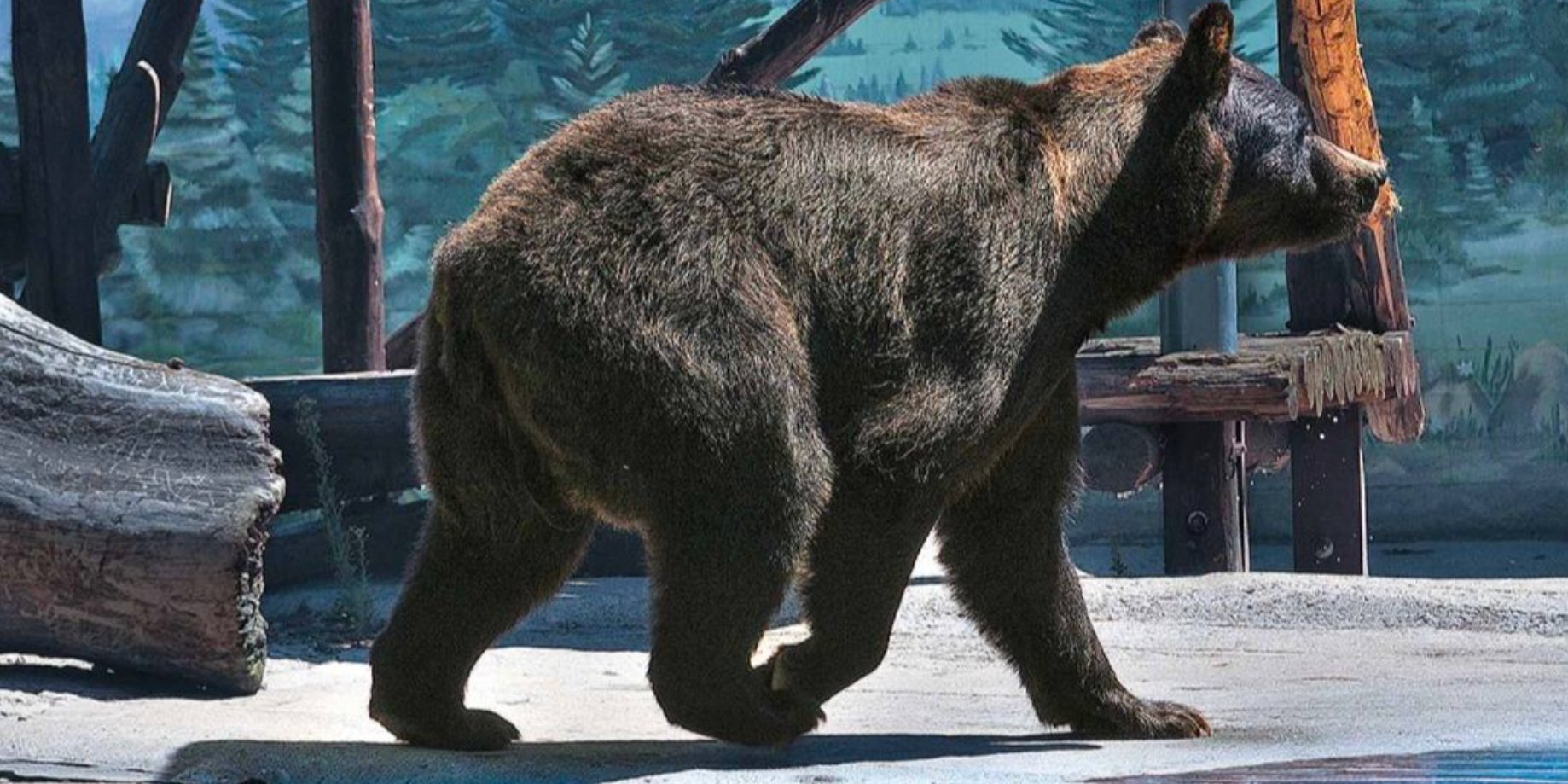 «Были проблемы с сердцем». В Одесском зоопарке умер медведь Бумер, который некоторое время жил в передвижном цирке