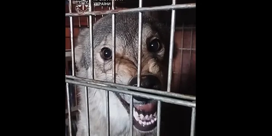 В Киеве женщина держала в квартире волка и лисицу, одно из животных напало на нее