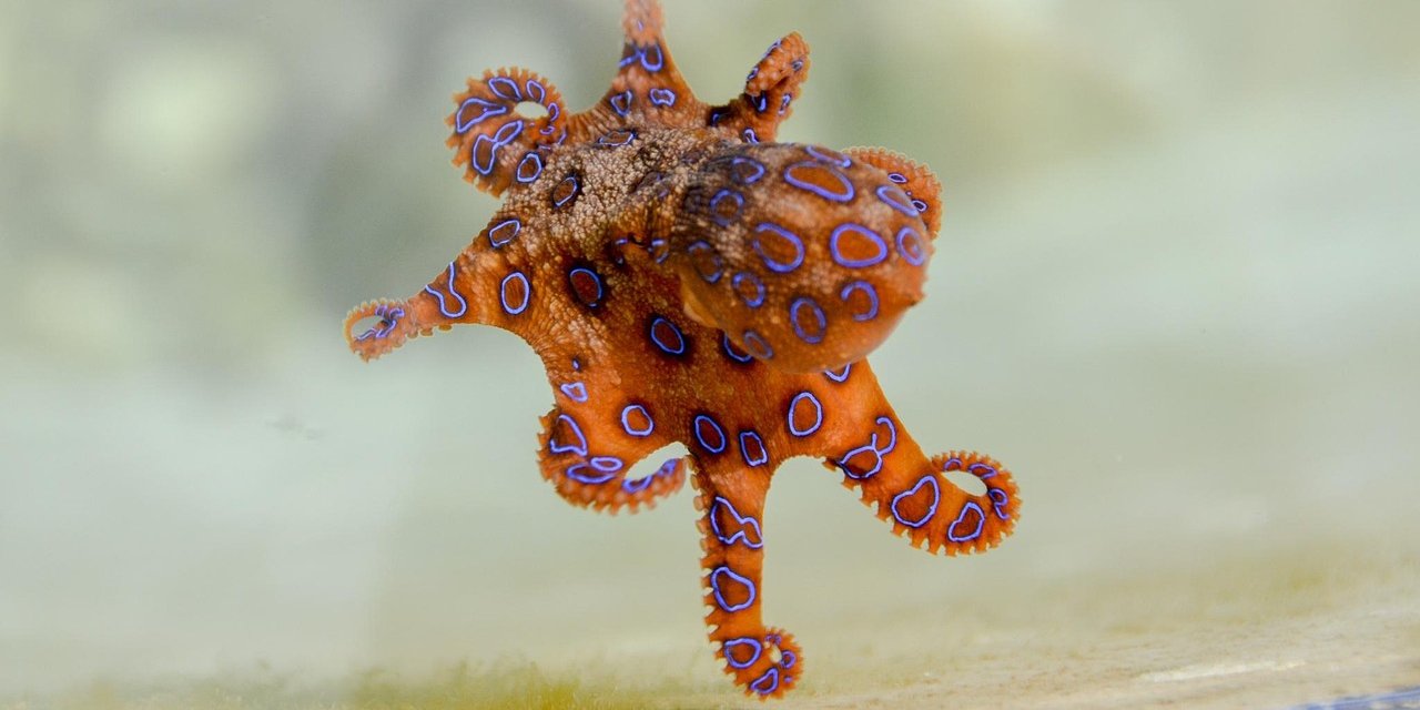 Эффект осьминога. В Стэнфорде создали материал, который мгновенно меняет цвет и текстуру