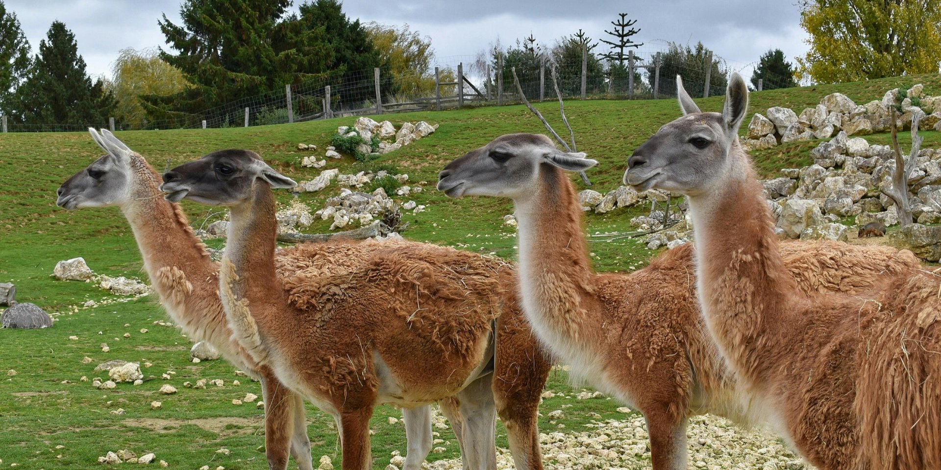 Восстановление экосистемы. Ученые перевезли диких гуанако через всю Аргентину по рекордному маршруту