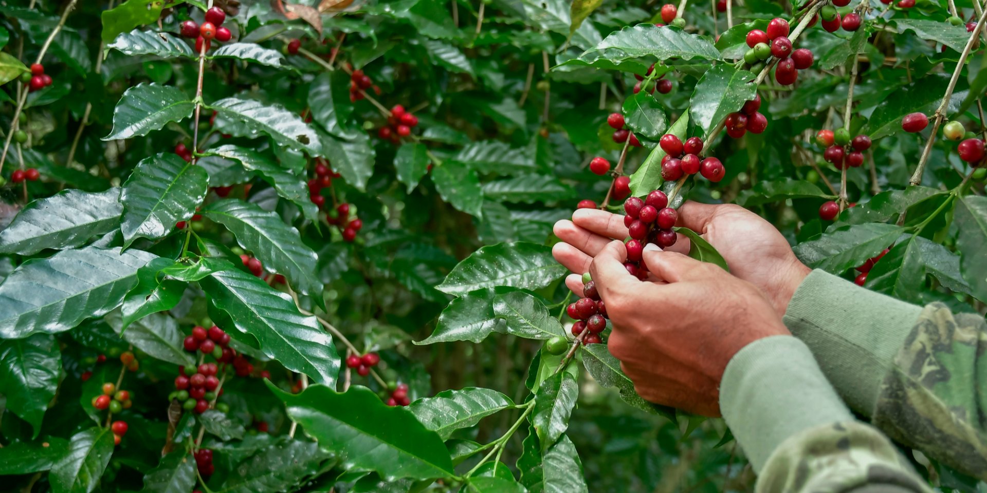 Привыкайте к робусте. Пятая часть мировых площадей выращивания арабики станет непригодной к 2050 году