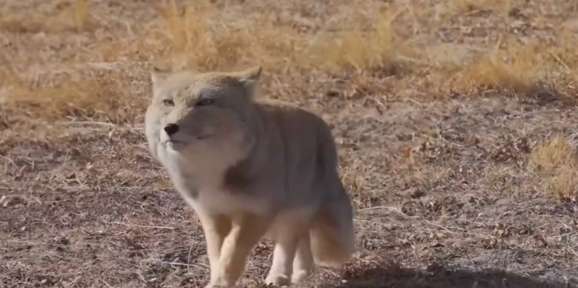 «Добежит уже куда-то или нет?». Тибетская лиса стала хитом соцсетей — пользователи и бренды создают мемы