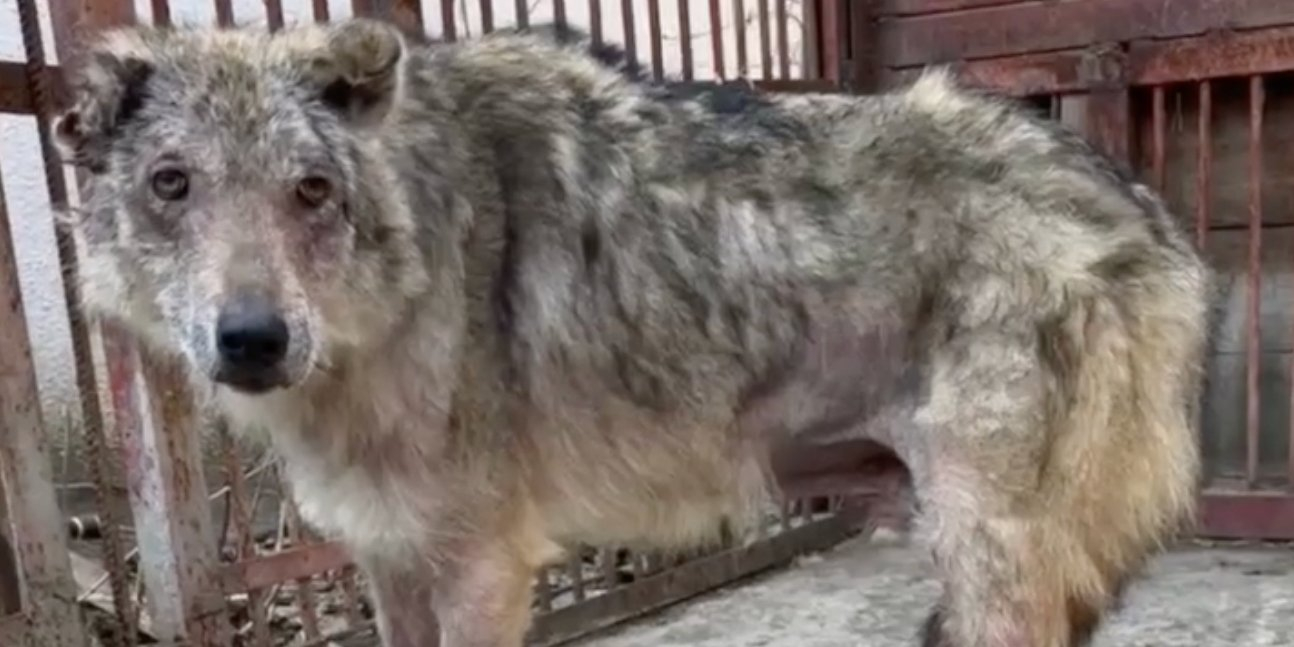 Bayk the wolf was rescued from the Sumy Oblast frontline (Photo: Video screenshot Facebook Wild Animals Rescue Center)