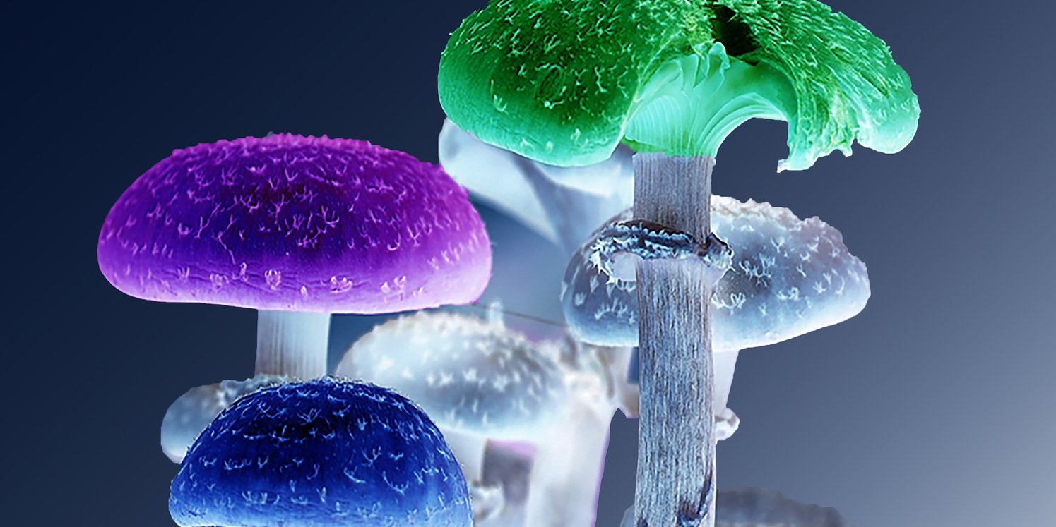 Биологическая фабрика. Ученые создали растение, которое одновременно производит пять психоделиков