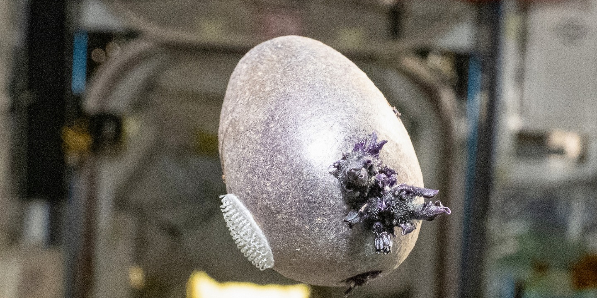 Щупальца вместо корней. Астронавт Дон Петтит вырастил первый фиолетовый картофель в условиях микрогравитации