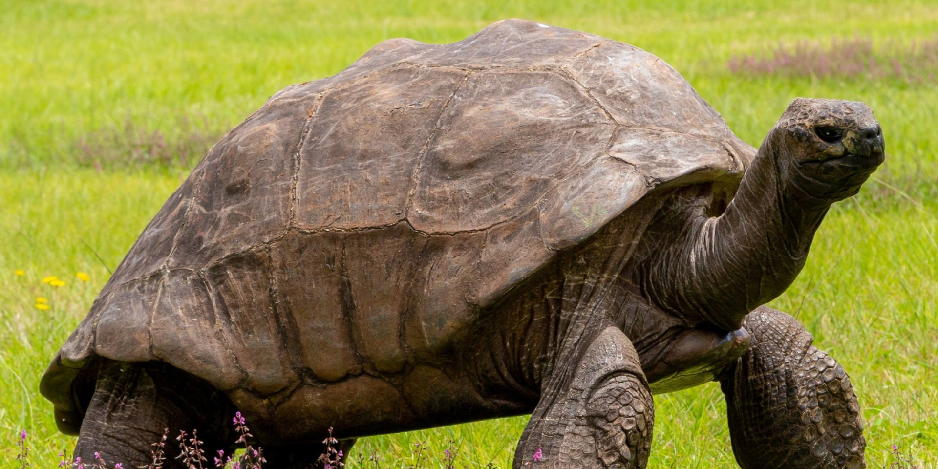 Застал рождение Марка Твена. Мошенник обманул сеть фейком о смерти старейшей черепахи мира — подхватили даже крупные СМИ
