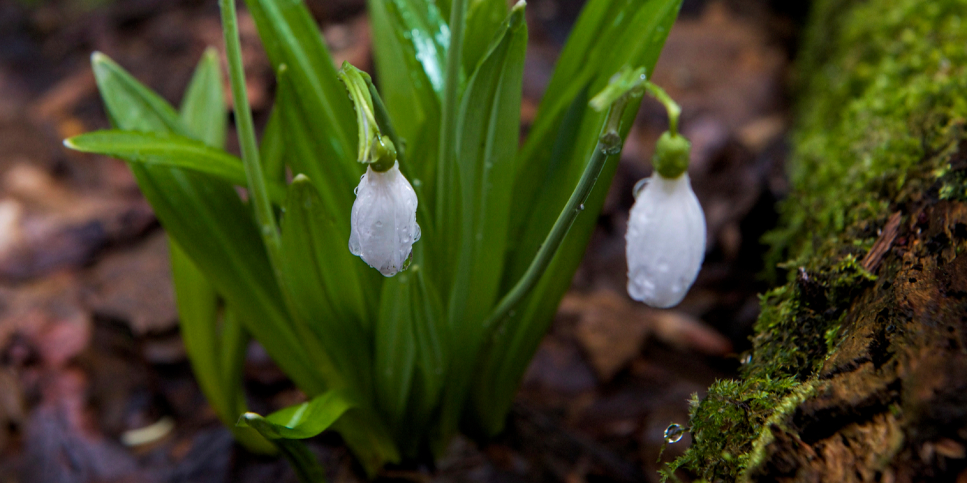 Местами дождь. Синоптики сообщили, в каких областях будут осадки и где появится солнце в выходной в Украине