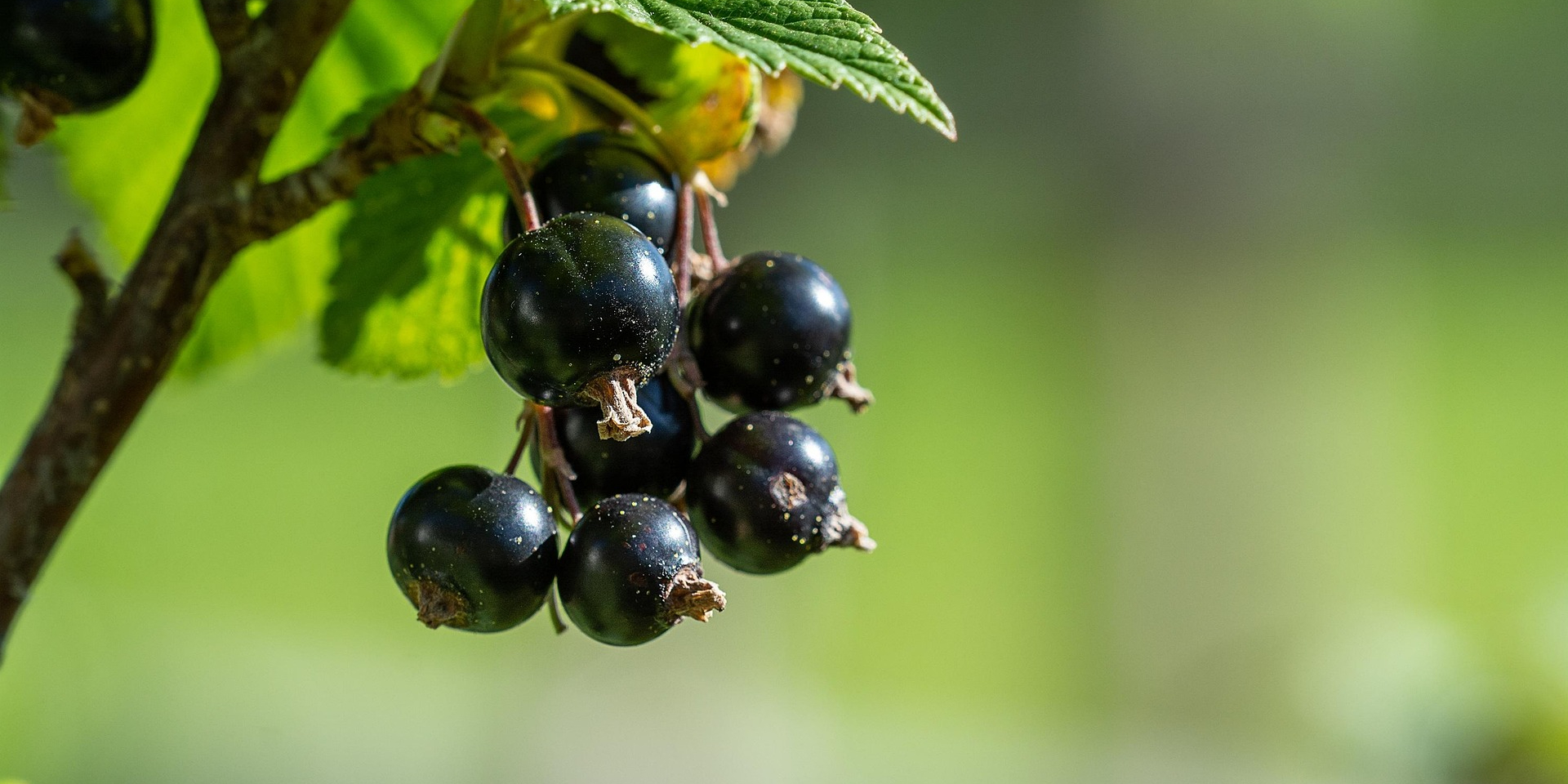 До 2,5 тыс. грн за кг. Эксперт назвал ягоду, на которой украинские фермеры могут заработать больше всего — и это не экзотика