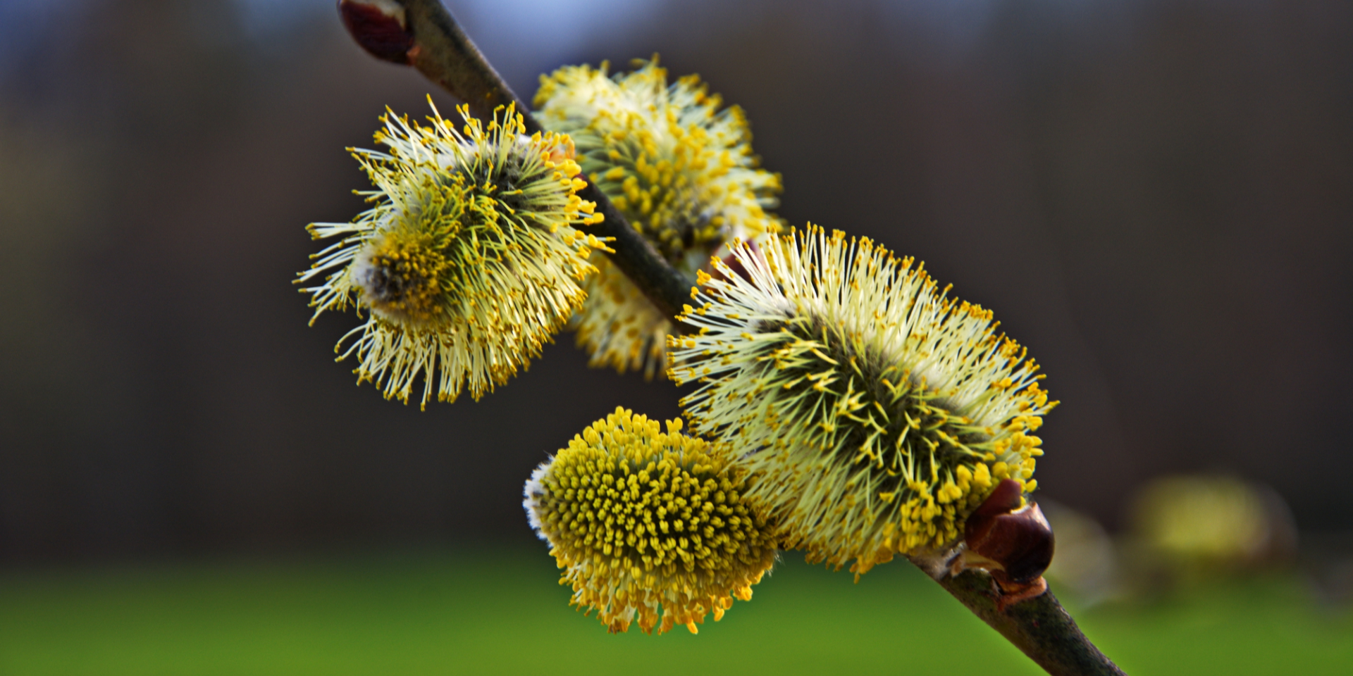Вербное воскресенье: синоптик спрогнозировала солнечную погоду и предупредила, где накануне пройдут дожди с грозами в Украине