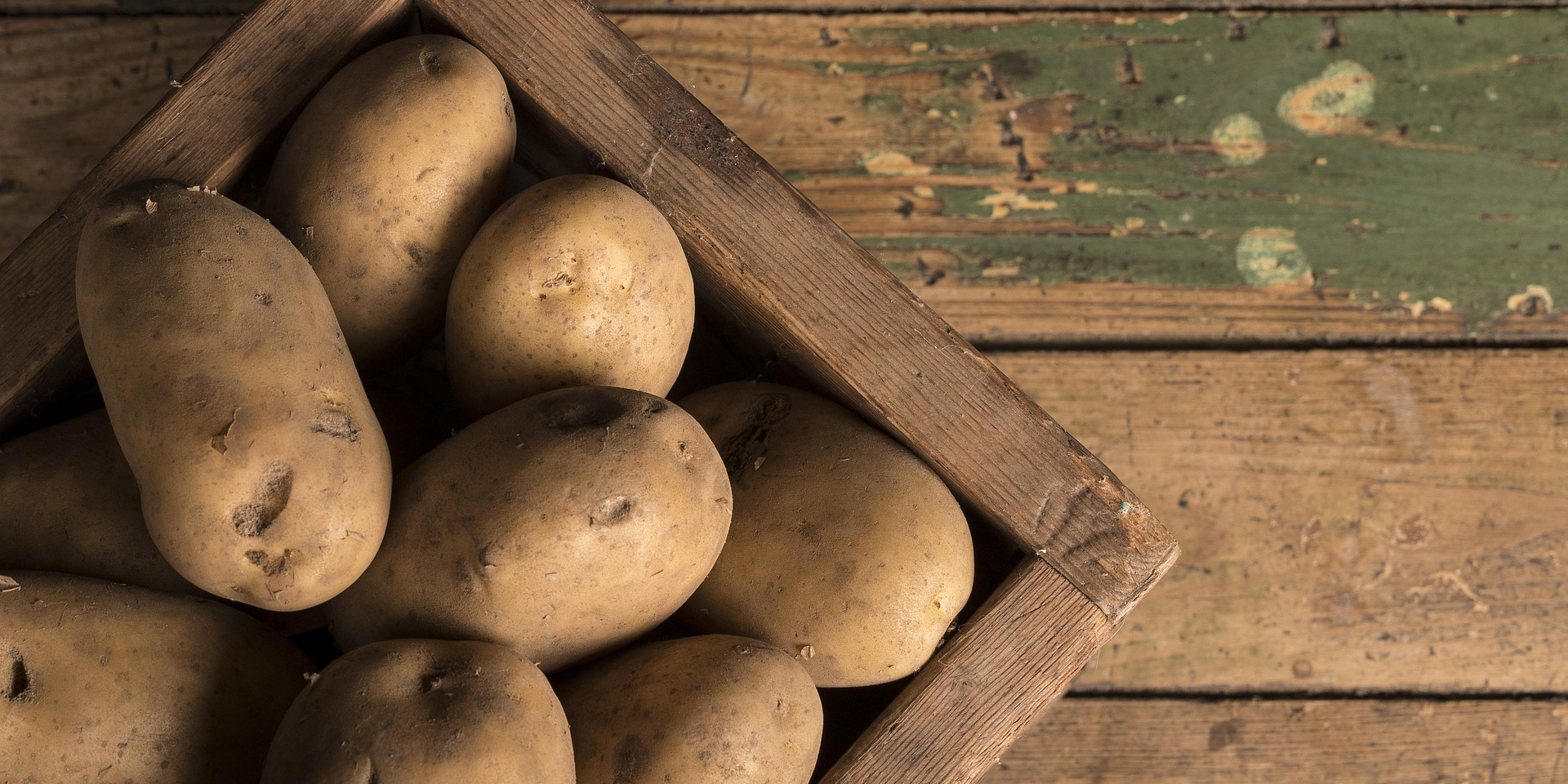 Какой картофель не боится фитофторы и других заболеваний: лучшие сорта для посадки в 2026 году