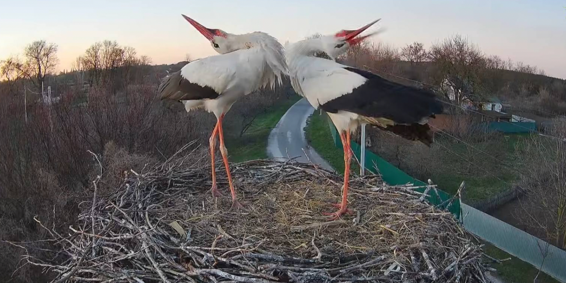 «Одной схваткой не обошлось». Одарка вернулась в свое гнездо, где ранее поселились два других аиста