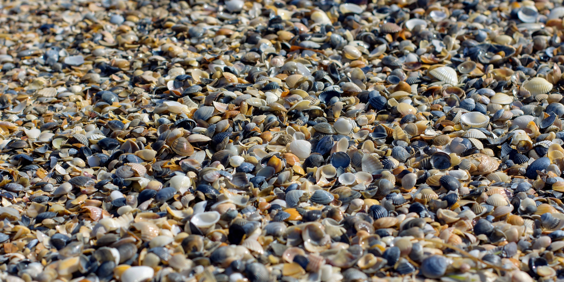 Остров из остатков ужина. Крабы помогли археологам найти 1200-летнюю свалку на Фиджи