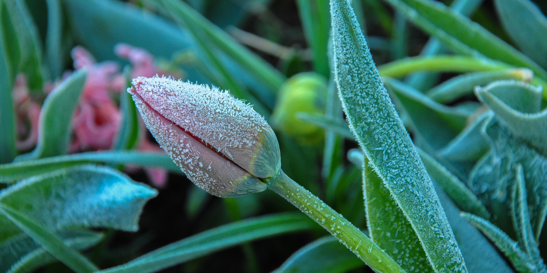 Заморозки приближаются. Синоптик назвала дни, когда резко снизится температура воздуха, пройдут дожди и мокрый снег в Украине