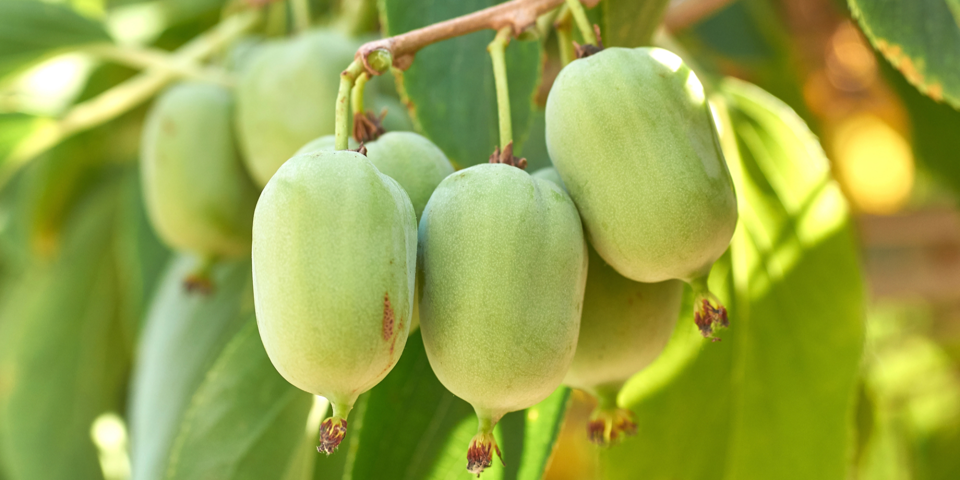 Профилактика рака. Японские ученые предлагают сарунаши как средство для нивелирования последствий воздействия никотина