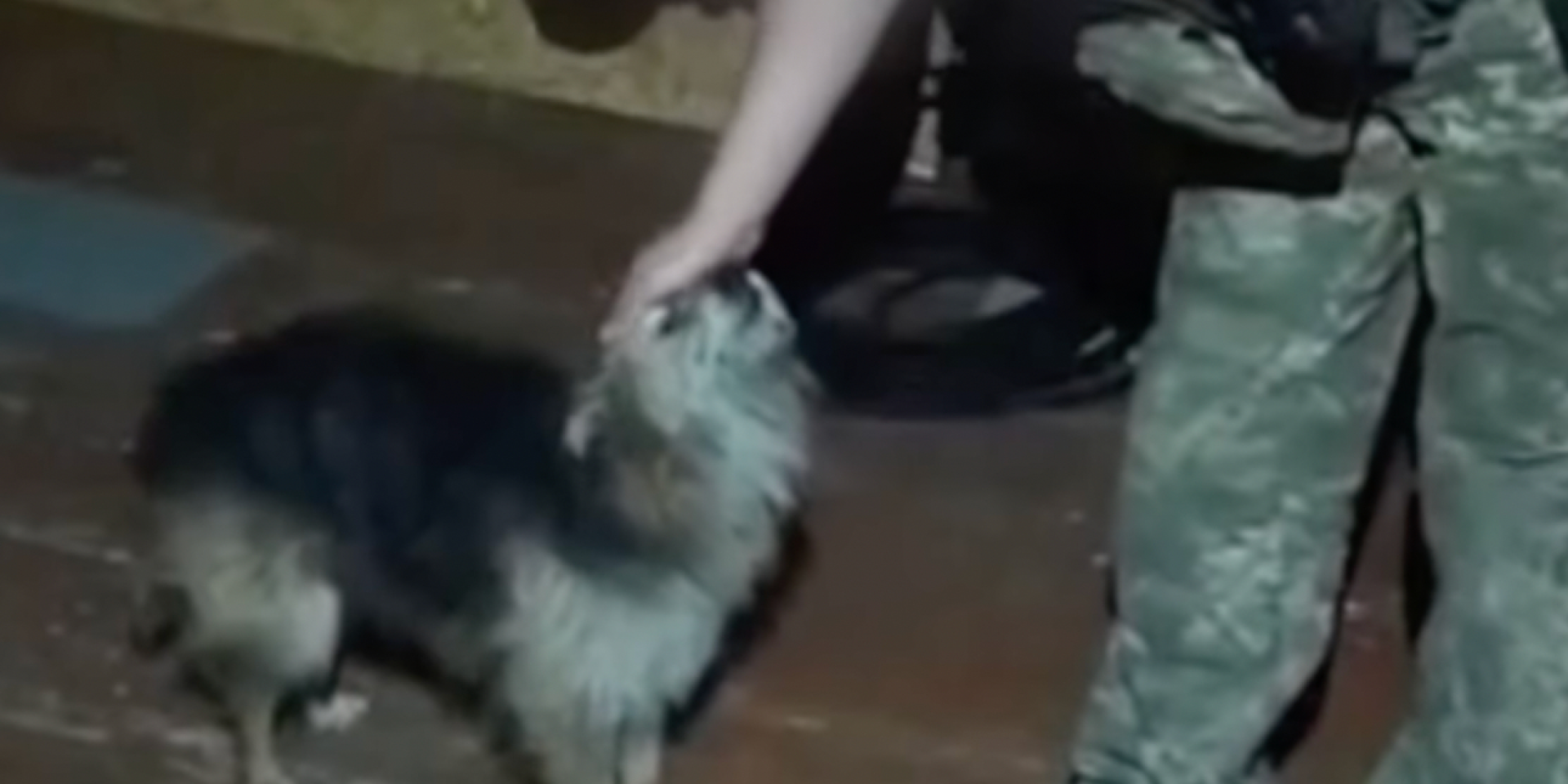 Украинские военные спасли собаку и кота благодаря дрону (Фото: Скриншот видео Instagram UAnimals)