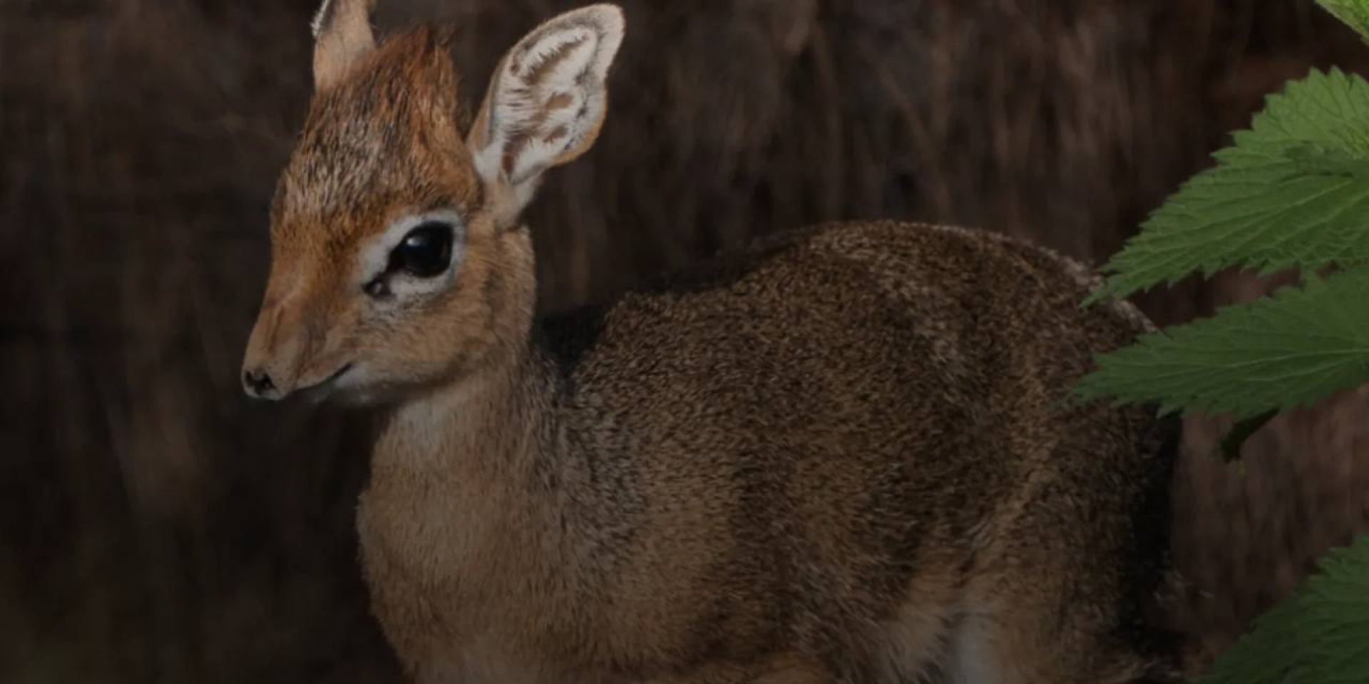 Маленька антилопа робить перші кроки (Фото: Chester Zoo)